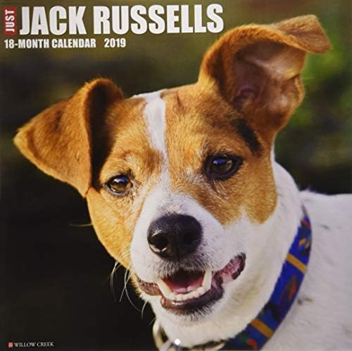 Just Jack Russells 2019 Duvar Takvimi (Köpek Irkı Takvimi)