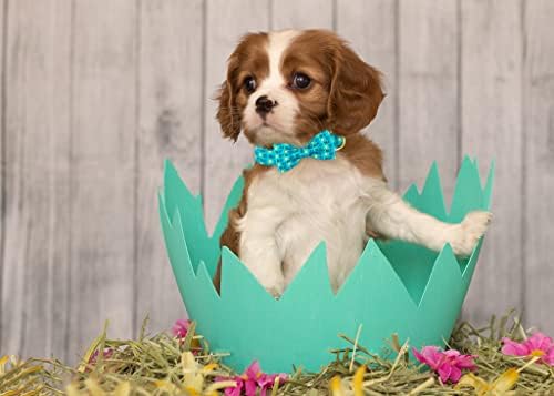 ARİNG PET Paskalya köpek tasması-Fiyonklu Sevimli Civciv köpek Tasması, Küçük Orta Büyük Köpekler için Metal Tokalı