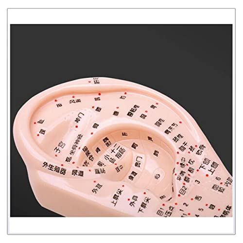 Kulak Akupunktur Modeli-Çin Geleneksel insan kulak Akupunktur modeli-Akupunktur Noktası Basınç noktası ve Meridyenler