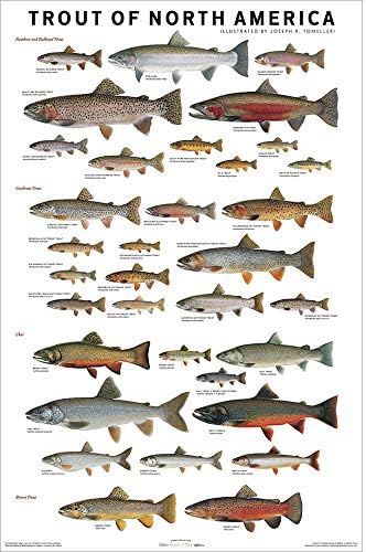 Joseph R. Tomelleri Lamine Alabalık Kuzey Amerika Balık Grafik Poster Baskı 24x36