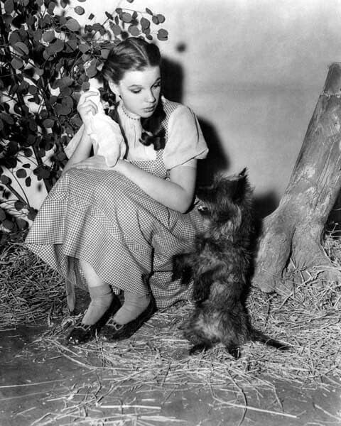 Oz Büyücüsü Judy Garland arasında küçük köpek Toto 8x10 inç fotoğraf ile alır