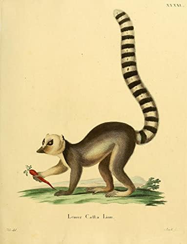 Halka Kuyruklu Lemur Primat Maymun Vintage Yaban Hayatı Sınıf Ofis Dekor Zooloji Antika Çizim Güzel sanat baskı posteri-6x8